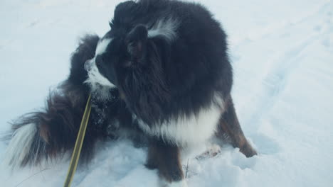 close up shot of a dog biting is paw to clean it from snow