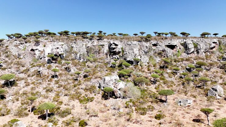 Overflyvning af tørre bjerge og drageblodstræer i Firmhin-skoven på Socotra-øen, Yemen