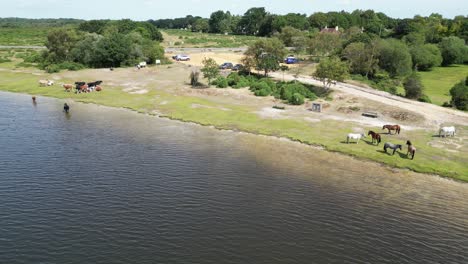 New-forest-ponies-and-cattle-by-Lake,-Hampshire-UK-aerial