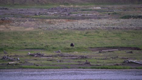 Grizzlybär-Läuft-Neben-Einem-Fluss