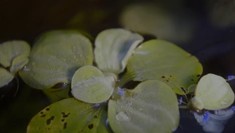 Dwarf Water Lettuce in aquarium floating water plants roots
