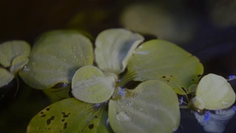 dwarf water lettuce in aquarium floating water plants roots