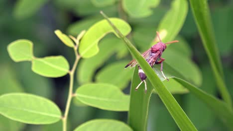 Close-Shot-of-a-Large-Wasp-on-a-Green-Plant-Leaf