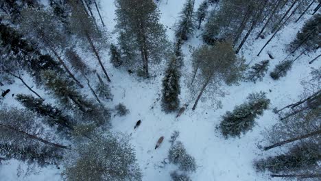 Rebaño-De-Renos-Sami-Esquivando-A-Través-De-Bosques-Nevados-De-Abetos-En-Suecia---Toma-Panorámica-Aérea-A-Vista-De-Pájaro