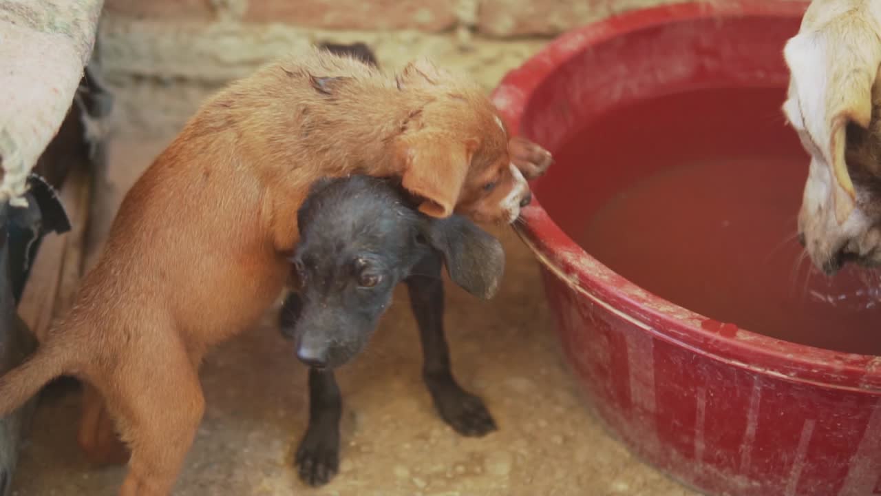 cámara lenta 120fps - lindos cachorros flacos se suben uno encima del otro para beber agua en un refugio para perros