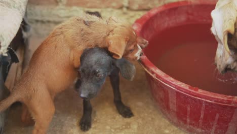 Slow-Motion-120fps---Cute-skinny-puppies-climb-on-top-of-one-another-to-drink-water-in-dog-shelter