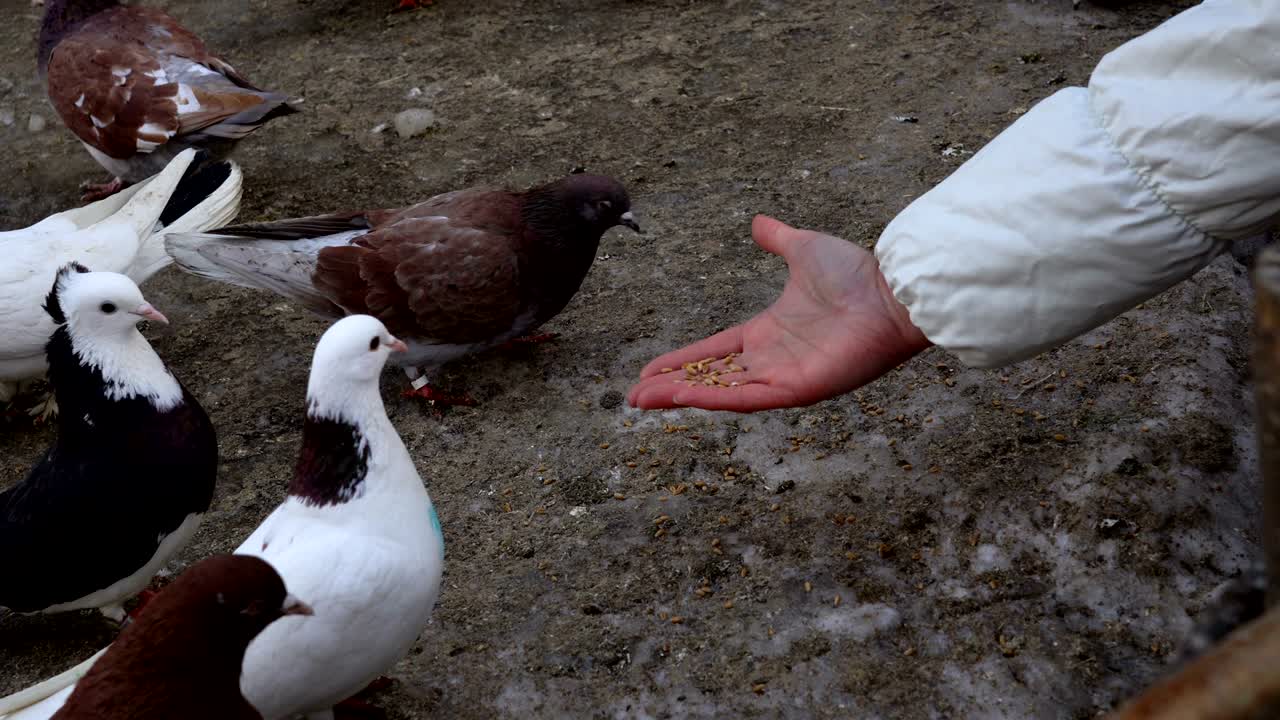 Home beautiful pigeons walk the earth. People feeding pigeons grain. Pigeons peck seeds even from people's hands. Videography close-up.