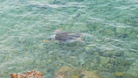 loggerhead sea turtle swims in the clear waters greek mani peninsula