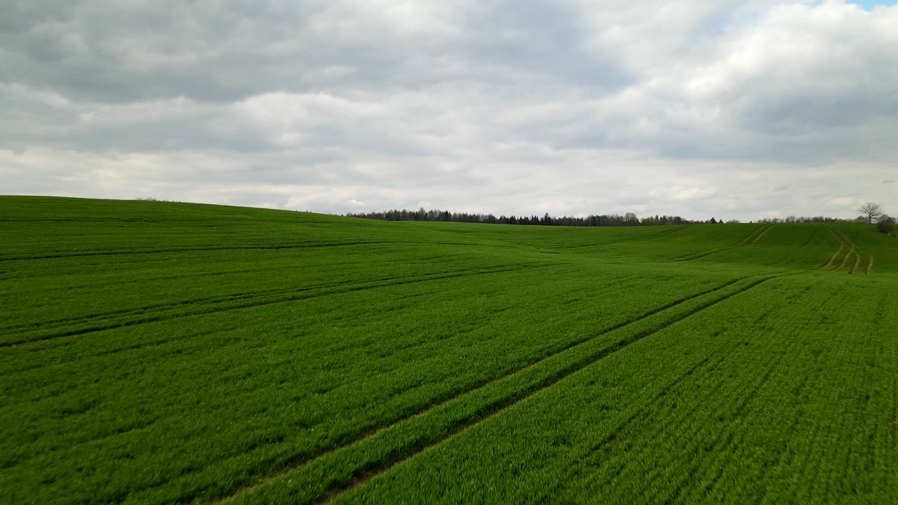 Drone flies over a green field in summer on cloudy day in Poland