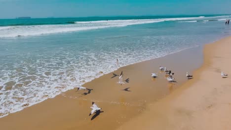 drone flies over seashore toward a pack of seagulls