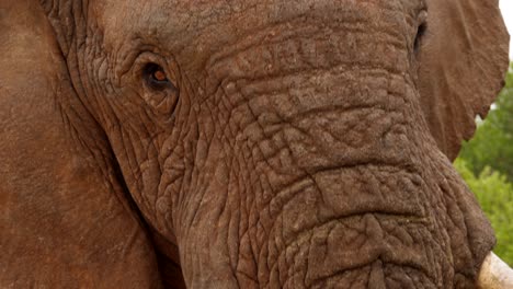 head of brown african elephant bull