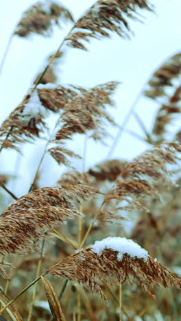 snowy reeds