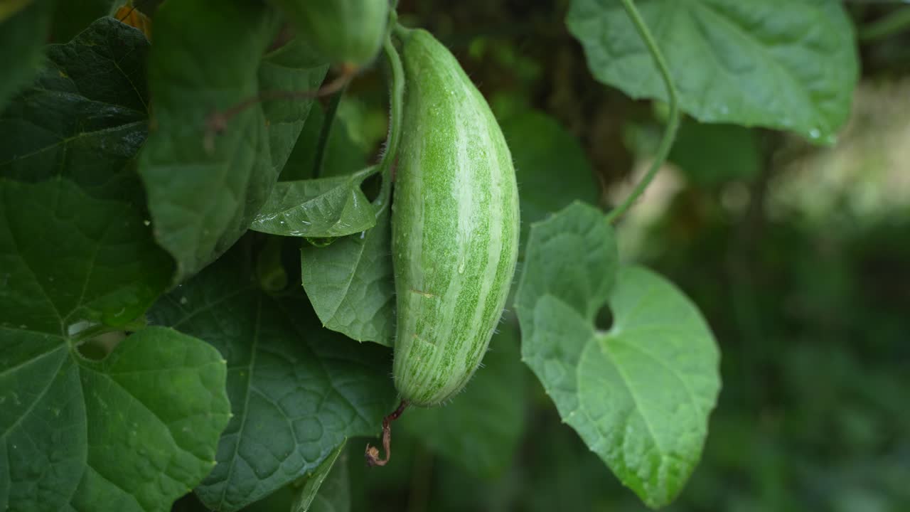 There are Potala tree in the field.