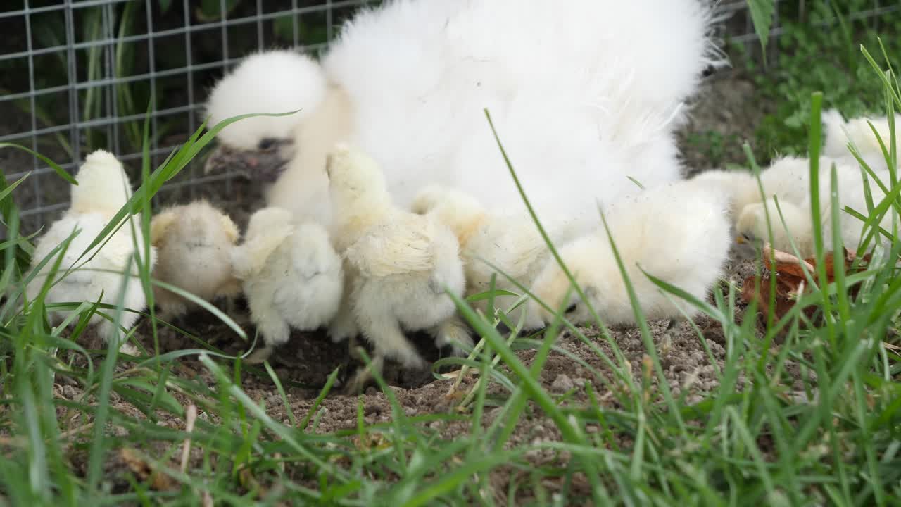 Chicken Family of Mother Hen - Small Baby Chicks in Outdoor Nest - Static Angle