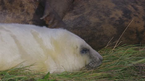 breeding season for atlantic grey seals: newborn pups with white fur, mothers suckling, stroking, and bonding in the warm november sun