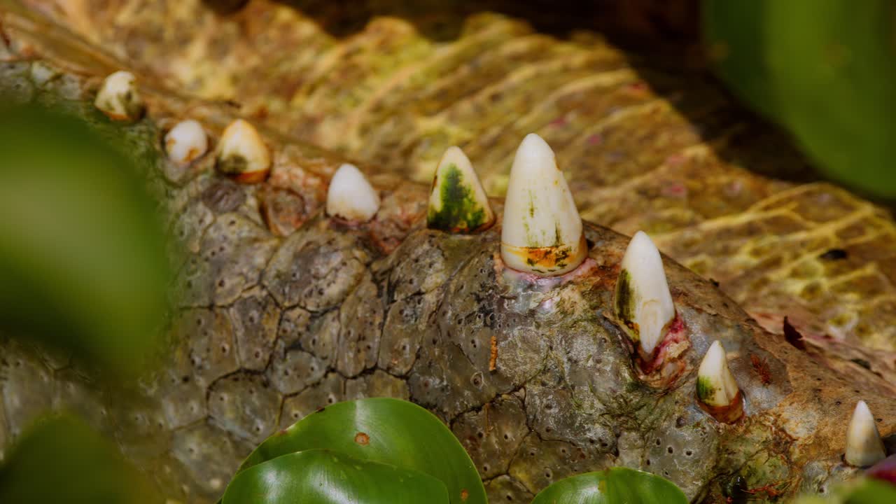 Extreme Close up of Nile crocodile Crocodylus niloticus teeth along the upper jaw, showing thick enamel and green algae deposits, captured near the Nile River in Murchison Falls National Park, Uganda.