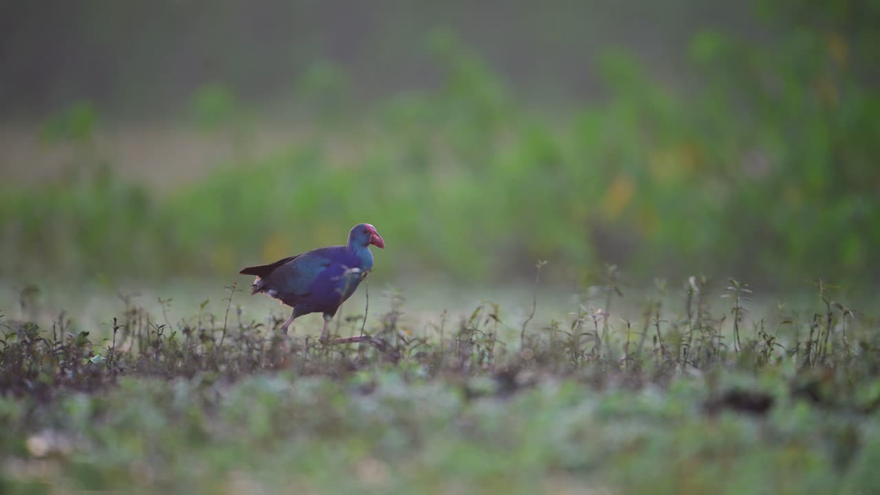A Purple Swamphen, distinguished by its vibrant purple plumage, walks amidst a field of soft, unfocused green grass.