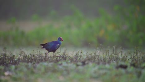 a purple swamphen, distinguished by its vibrant purple plumage, walks amidst a field of soft, unfocused green grass.