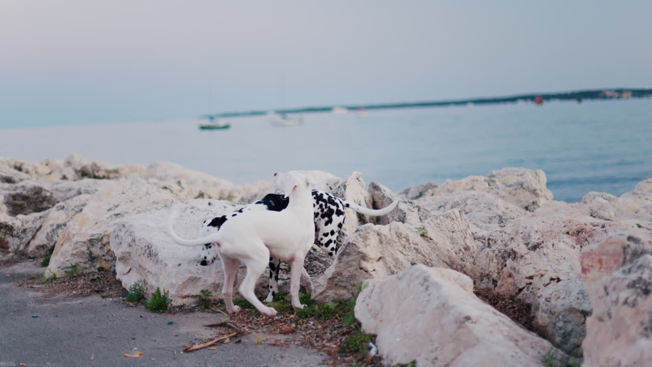 Two Dalmatians walking on white rugged rocks on the beach in the evening