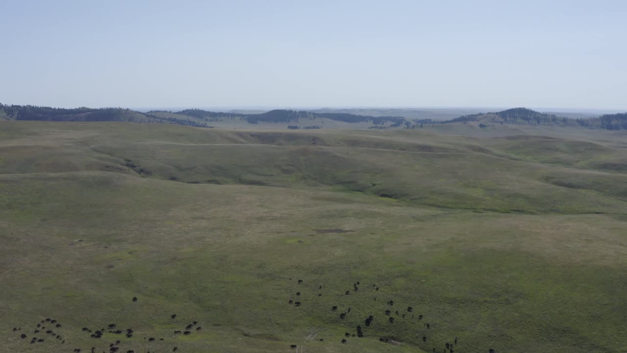 옐로스톤 국립공원 산에서 버팔로 위를 날고 있는 드론