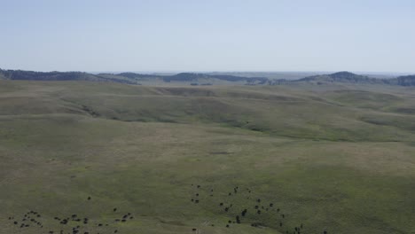 Drone-Flying-Over-Buffalo-At-Yellowstone-National-Park-Mountains