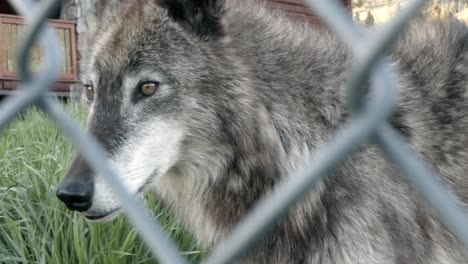 closeup of an alaskan tundra wolf through a fence