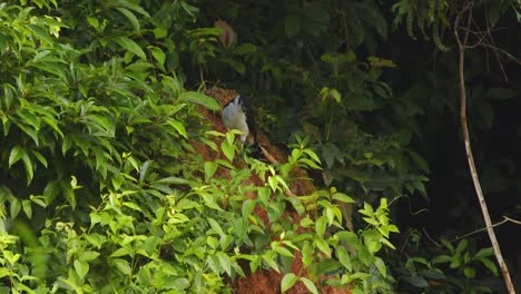 collared forest falcon perched remains hidden in peru’s lush rainforest, observing quietly among thick green leaves.