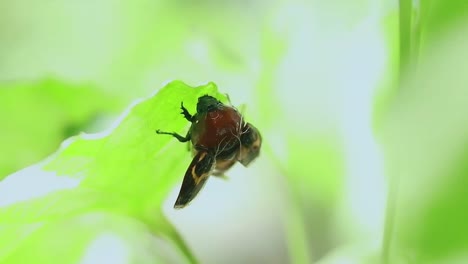 close up of a female rhinoceros beetle or dynastinae hiding under a swaying leaf and attempting spread its wings repeatedly