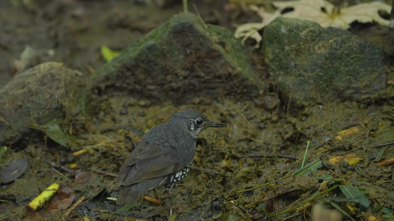 concepto de vida silvestre, vista trasera del pájaro sunda thrush en la jungla