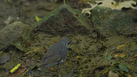 wildlife concept, back view of sunda thrush bird in the jungle