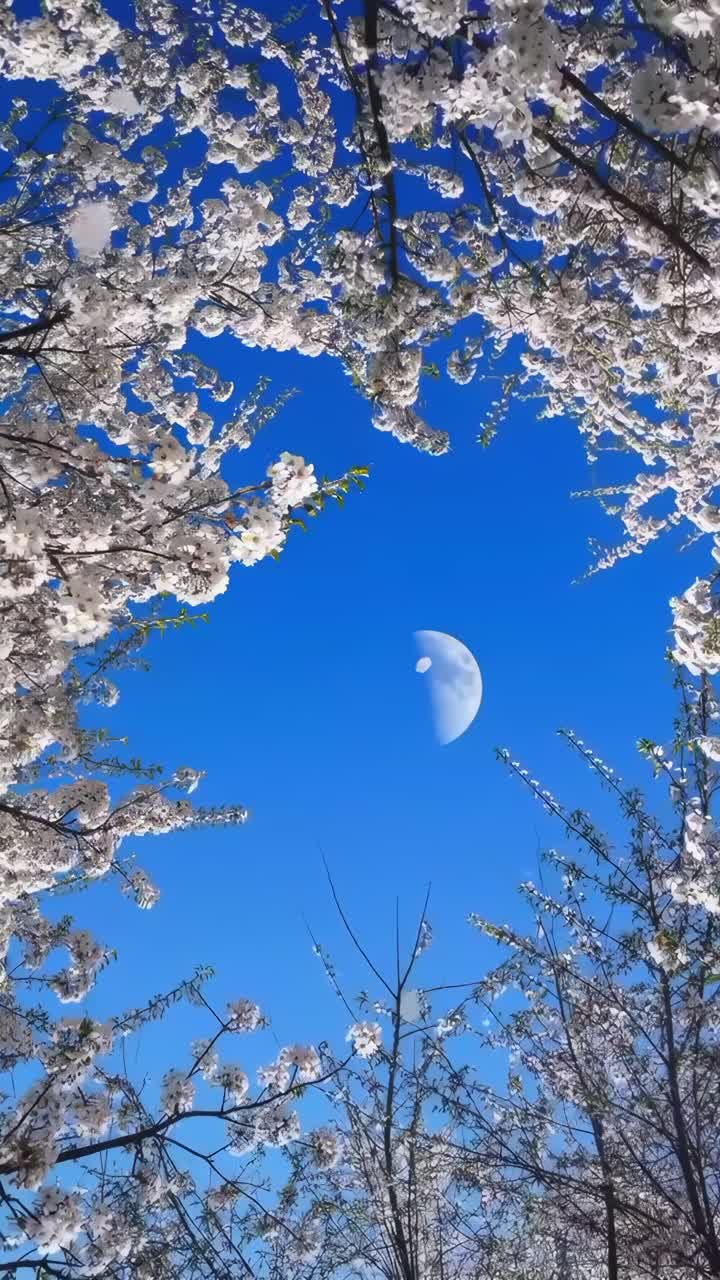 Upward angle captures cherry blossoms framing a blue sky and moon, perfect for a serene video