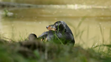 Curious-miniature-dachshund-dog-next-to-river-looking-around