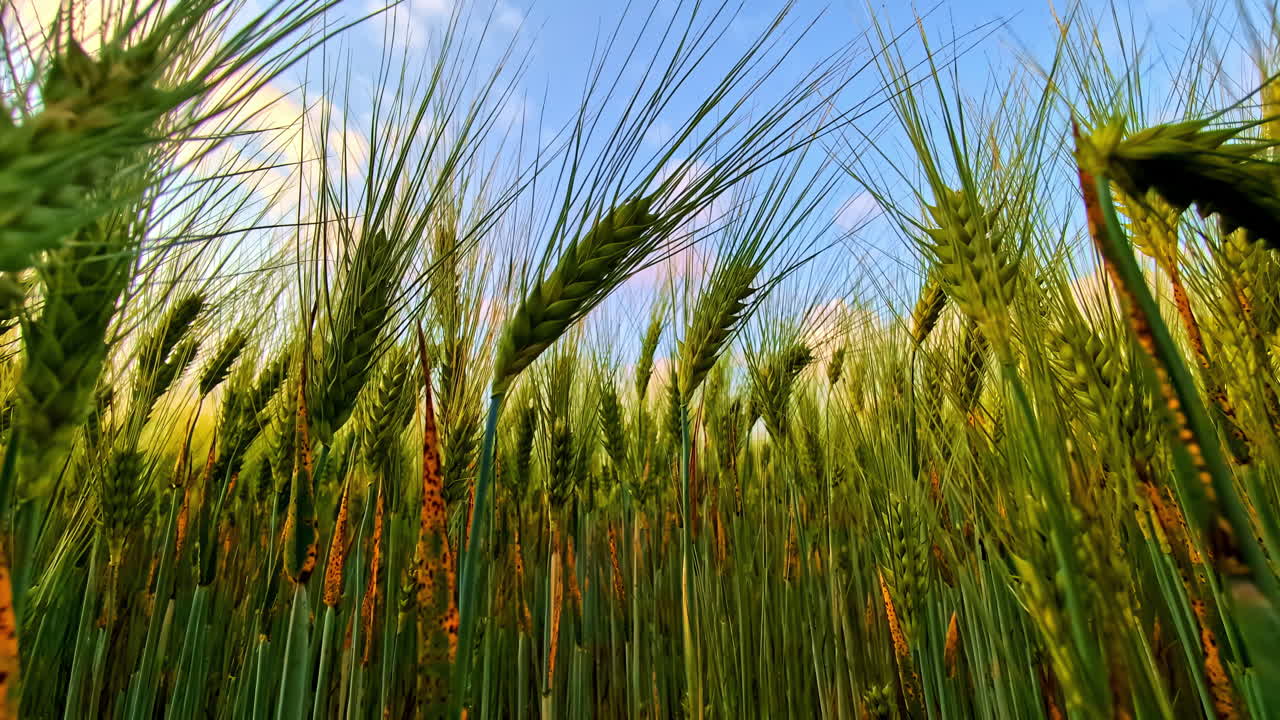 Low Angle View of Green Barley Spikes Against Blue Sky on Warm Summer Day