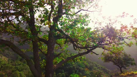 colorful sunbeam passing through tree branches at dawn over the algerian atlas mountains