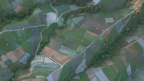 fly over of large vegetable plantation