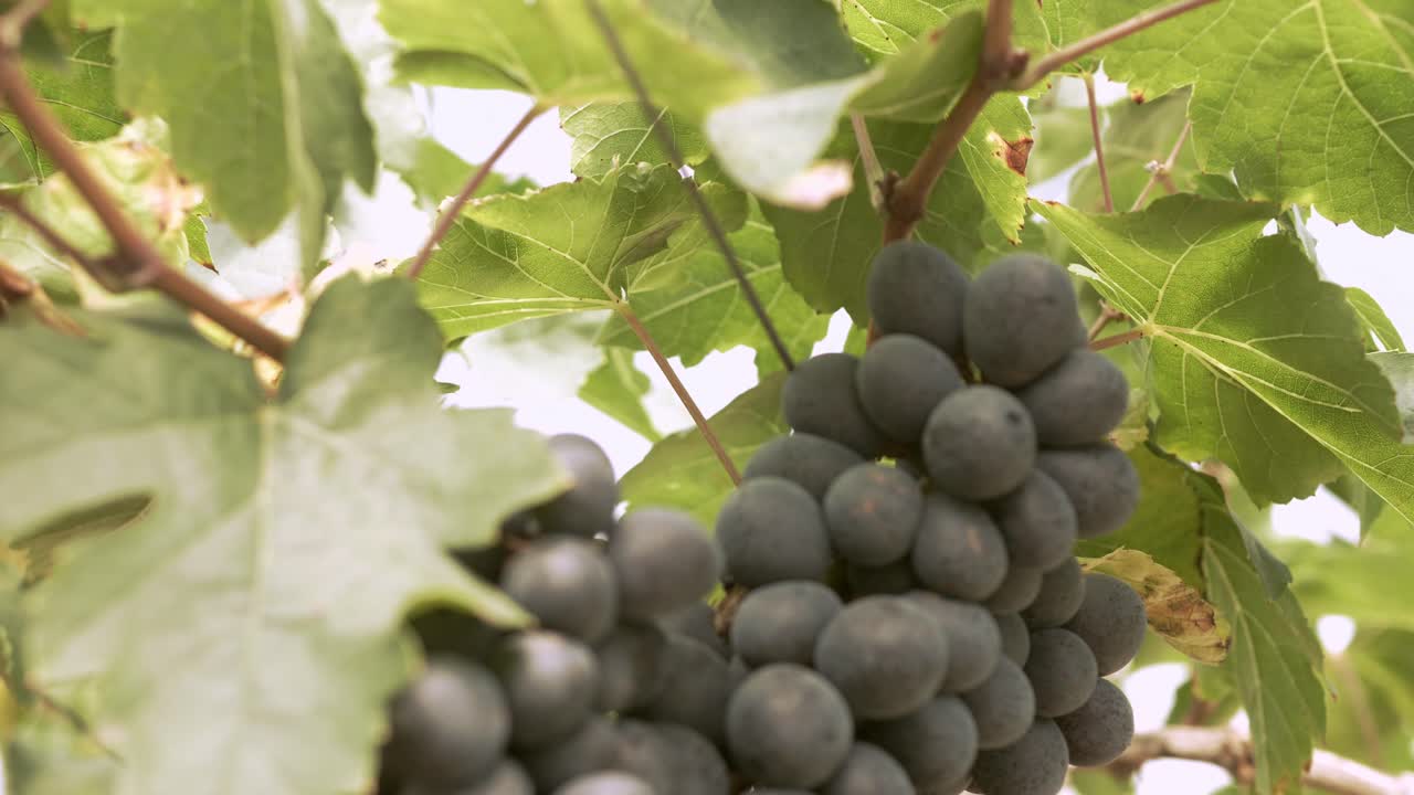 수확을 위한 많은 포도 송이가 있는 유기농 포도 포도원