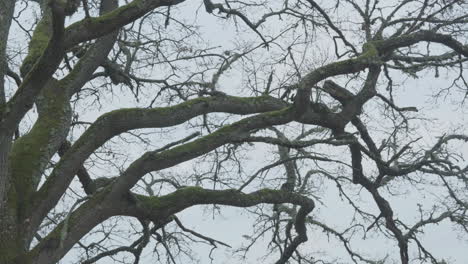 Big-and-old-tree-with-many-branches