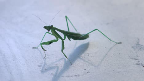 praying mantis close up with a missing leg very still on table, daytime maffra, gippsland, victoria, australia