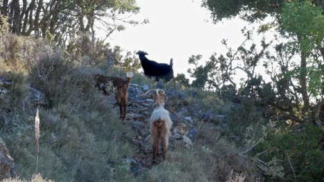 wild goats on the rocks - goats in the wildness valley - wide shot