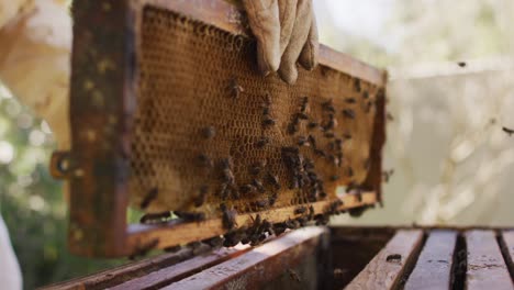 Hands-of-beekeeper-in-protective-clothing-inspecting-honeycomb-frame-from-a-beehive