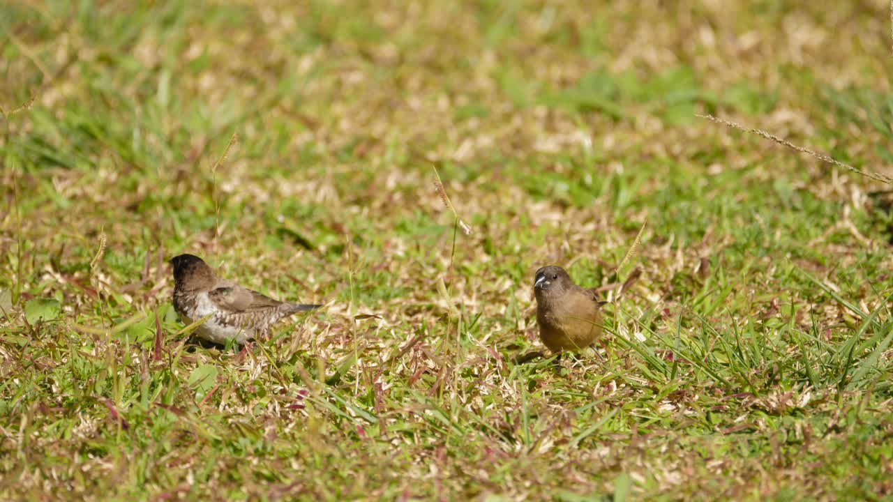 청동 마네킹 새들이 잔디밭에서 먹이를 찾고, 잠시 멈추고 날아가