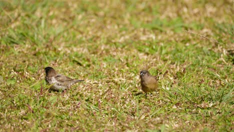 bronze mannikin birds forage on lawn, stop to look then fly away