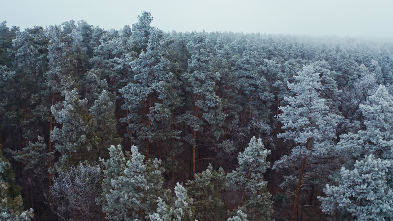 Flying over beautiful pine trees in winter. Amazing landscape of a forest. Trees covered by white snow in the wood. Aerial view.