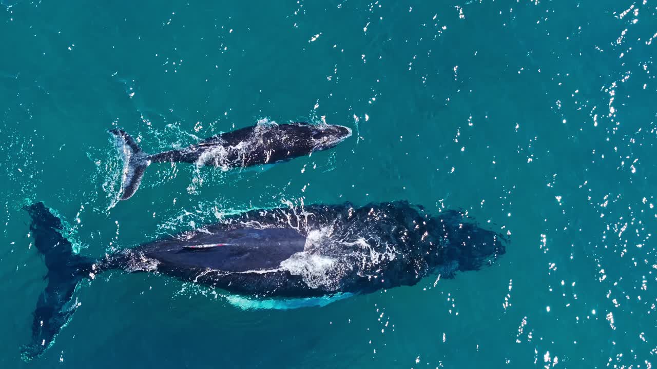 Large humpback whale swims by surface next to calf, overhead aerial pull-out