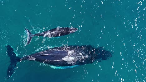 Gran-Ballena-Jorobada-Nada-En-La-Superficie-Junto-A-Su-Cría,-Extracción-Aérea-Desde-Arriba