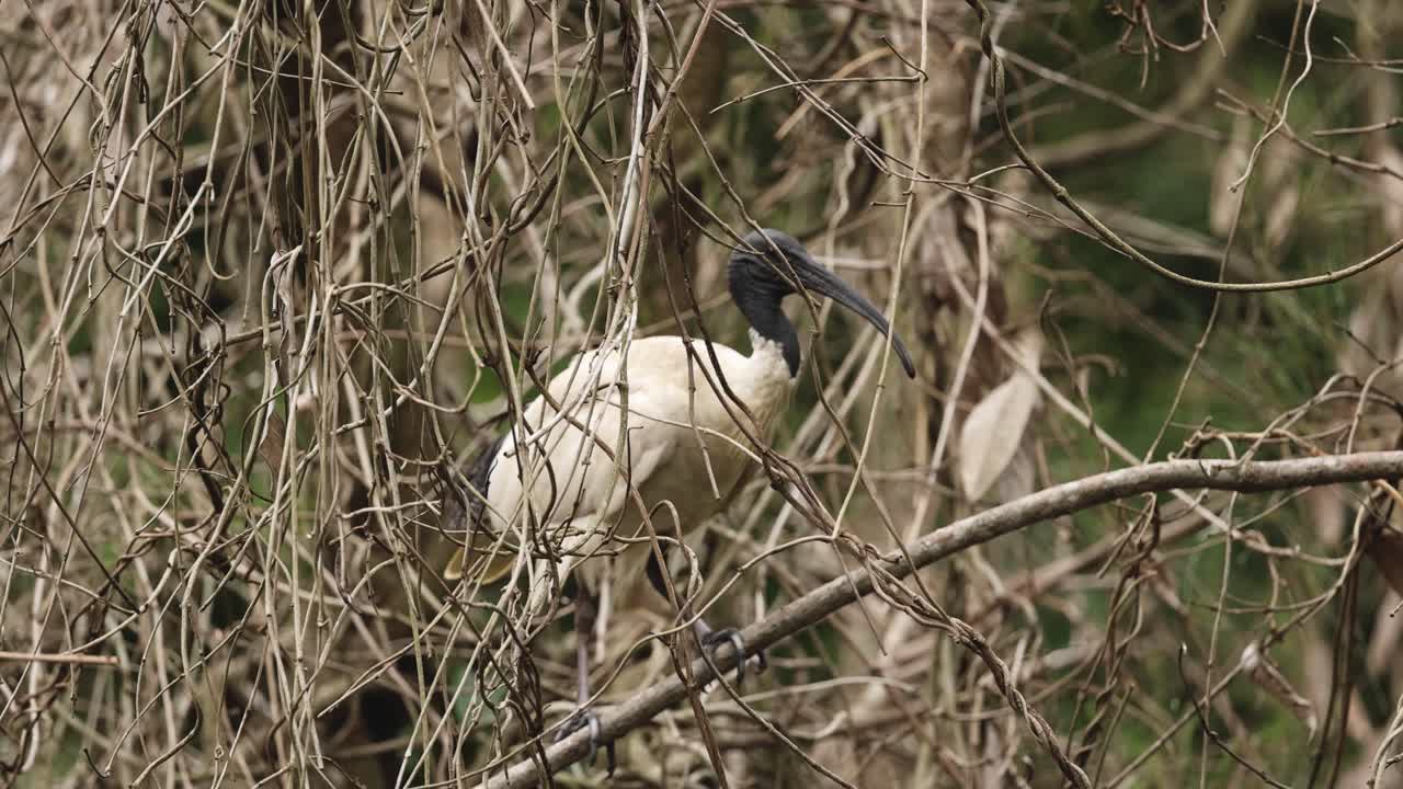pájaro navegando a través de ramas enredadas en busca de alimento