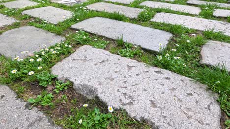 stone path with grass and small flowers