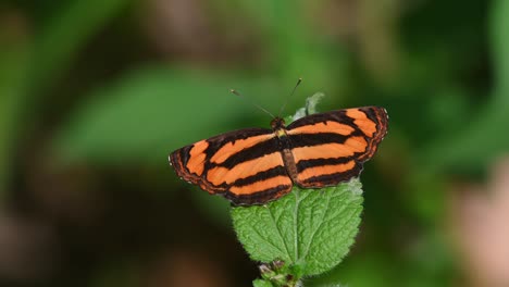 lascar común, mariposa, pantoporia hordonia, parque nacional kaeng krachan, tailandia