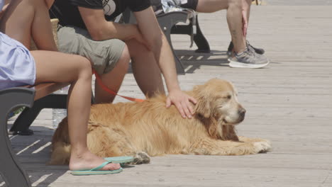 people with a golden retriever dog in monterosso viewpoint in cinque terre national park in italy. close-up shot