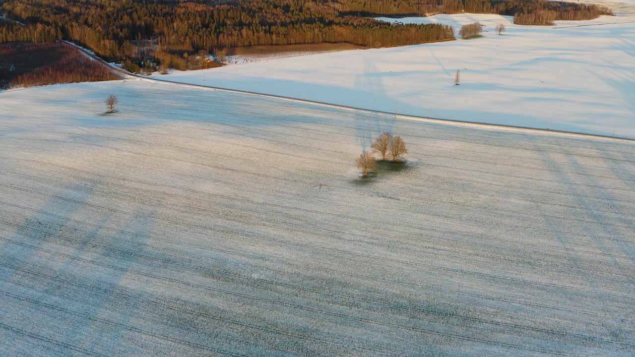 겨울철 설원 한가운데 외로운 참나무 - 공중 드론